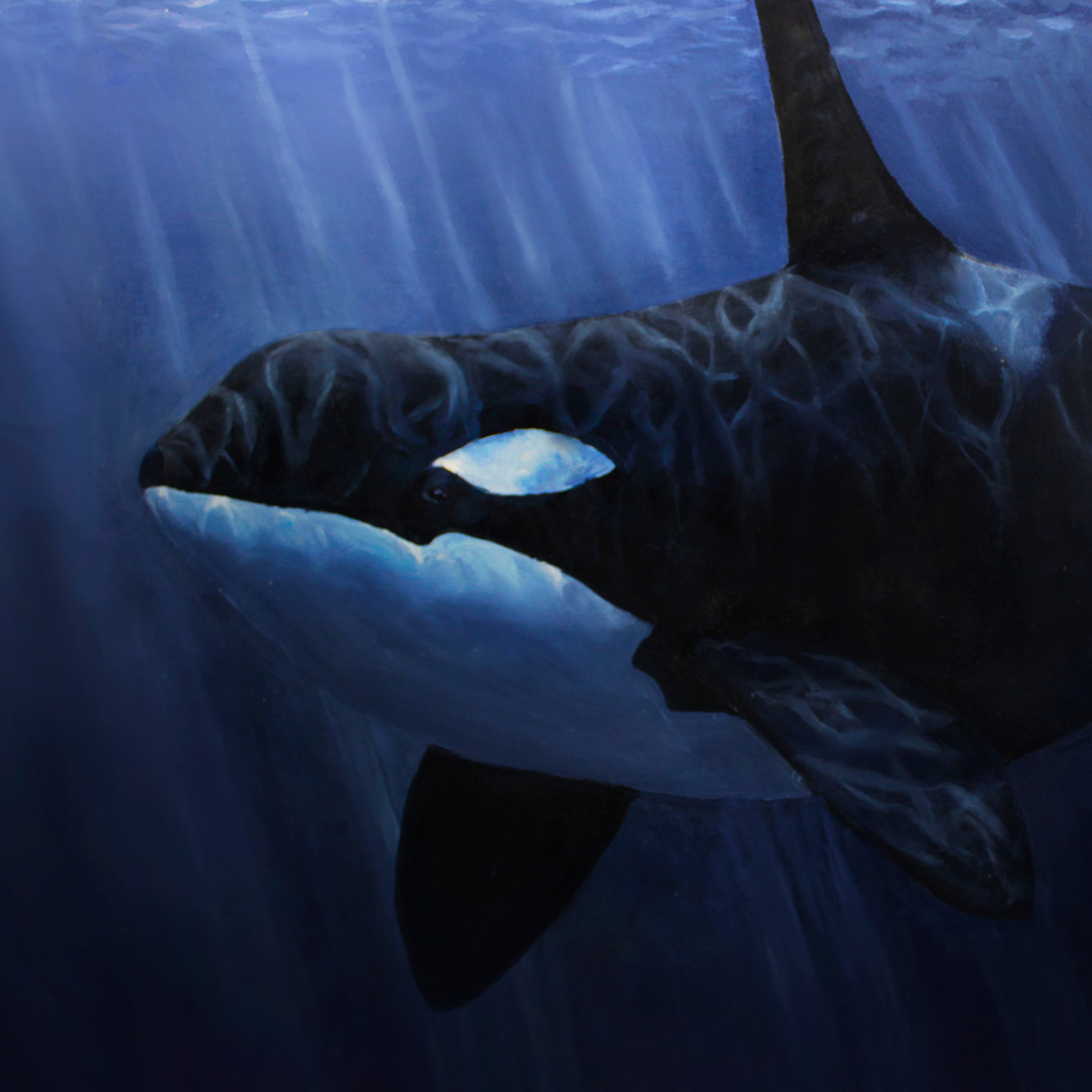 Orca whale painting of killer whale wall art print by artist Karen Whitworth