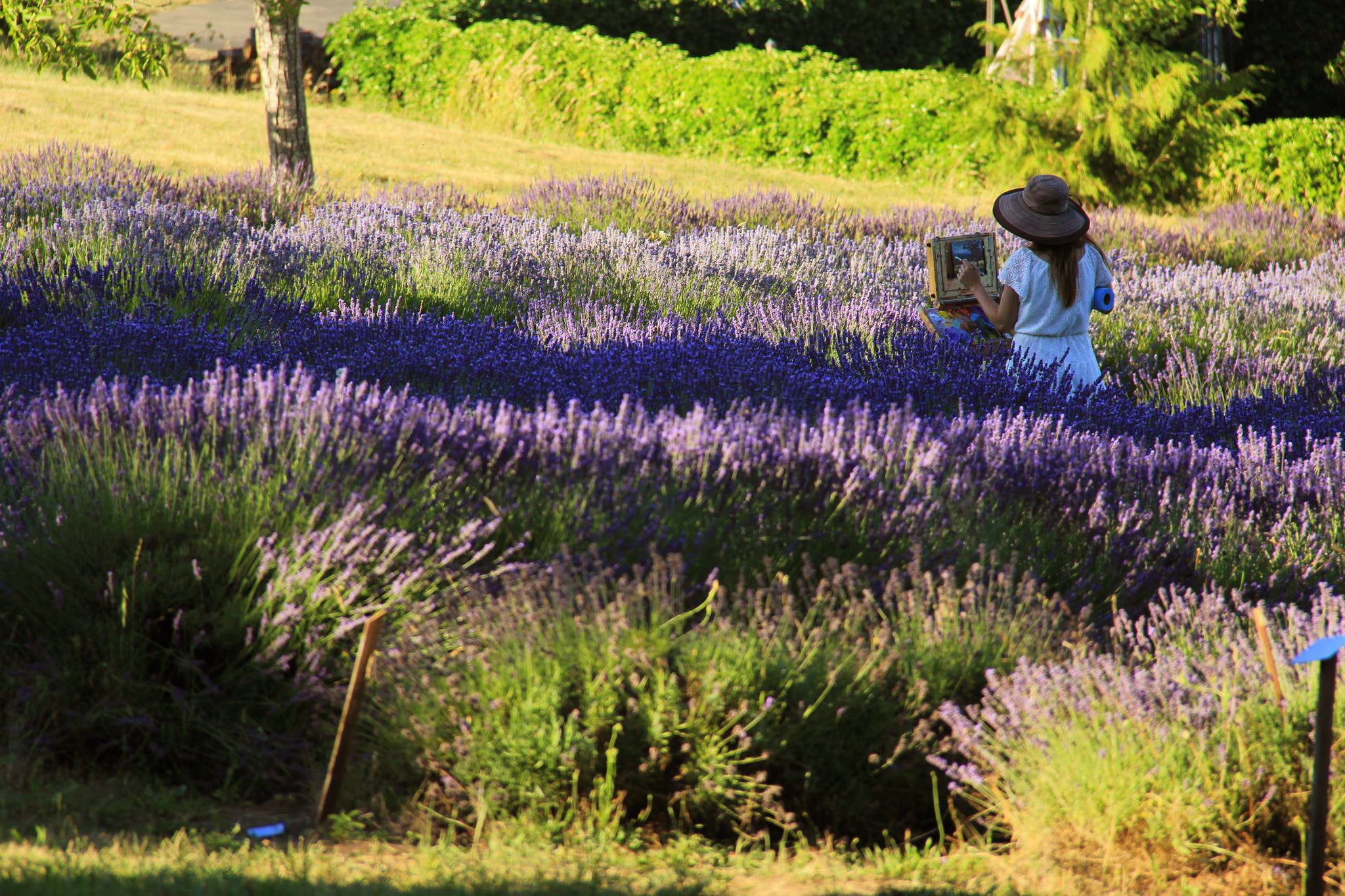 Artist Karen Whitworth painting lavender fields of purple flowers in a peaceful landscape en Plein Air.