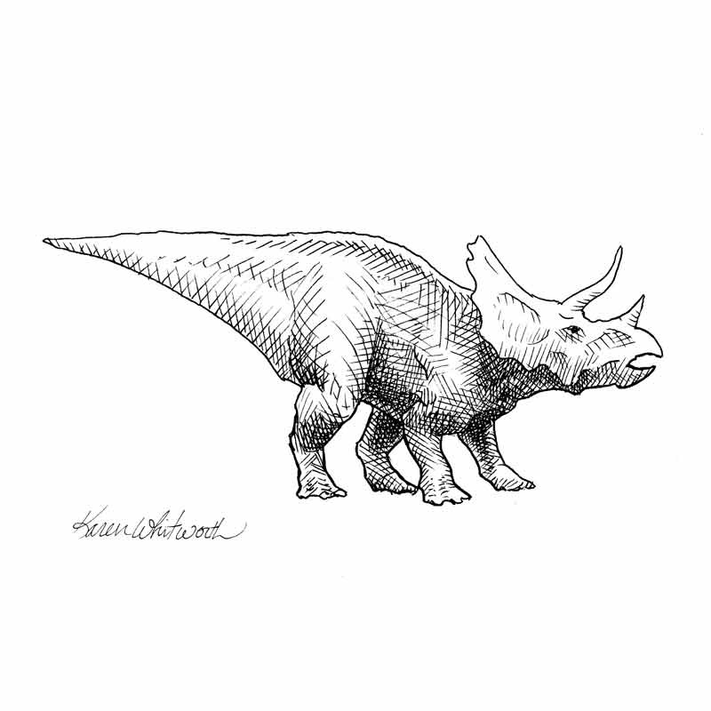 Triceratops wall art print of dinosaur drawing by artist Karen Whitworth