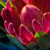 Protea Canvas Print of Hawaii Flower Painting - Sunlit Protea