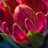 Sunlit Protea - Paper Print of Tropical Flowers by Artist Karen Whitworth