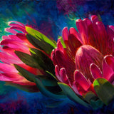 Sunlit Protea - Paper Print of Tropical Flowers by Artist Karen Whitworth