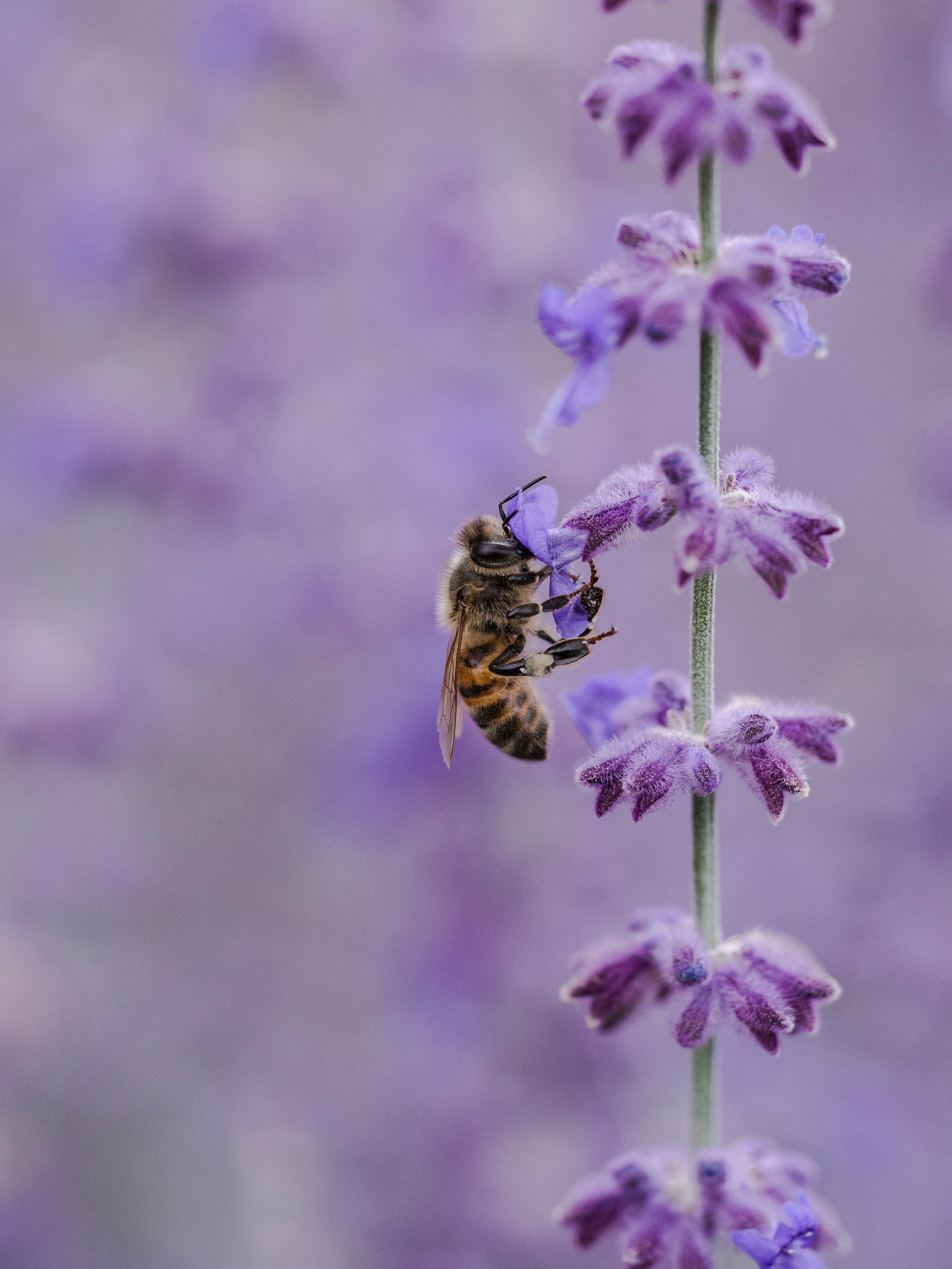 Honey Bee and Lavender Flower photo by Aaron Burden