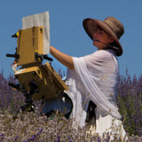 Lavender Wall Art of Woman Picking Flowers in a Blooming Field of Flowers