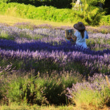 Beautiful Lavender Field Greeting Card with Envelope