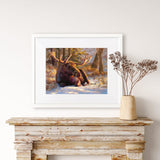 Winter Bull - Moose Art Prints