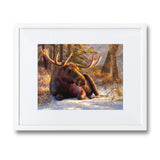 Winter Bull - Moose Art Prints