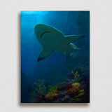 underwater painting of Hawaiian shark canvas wall art by ocean artist Karen Whitworth