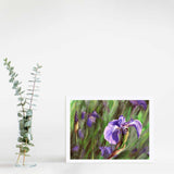 5x7" Paper wall art print of Alaskan wild iris flower by artist Karen Whitworth