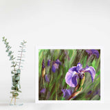 8x10 Paper wall art print of Alaskan wild iris flower by artist Karen Whitworth