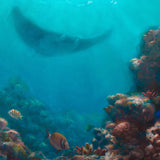 Underwater Wall Art Canvas of Manta Ray and Reef