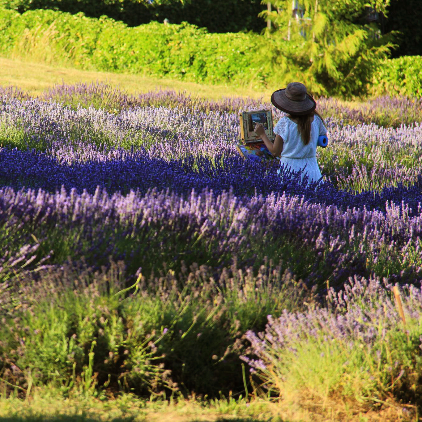 The artist, Karen Whitworth, is standing in a lavender field painting the purple rows of blooming lavender flowers.